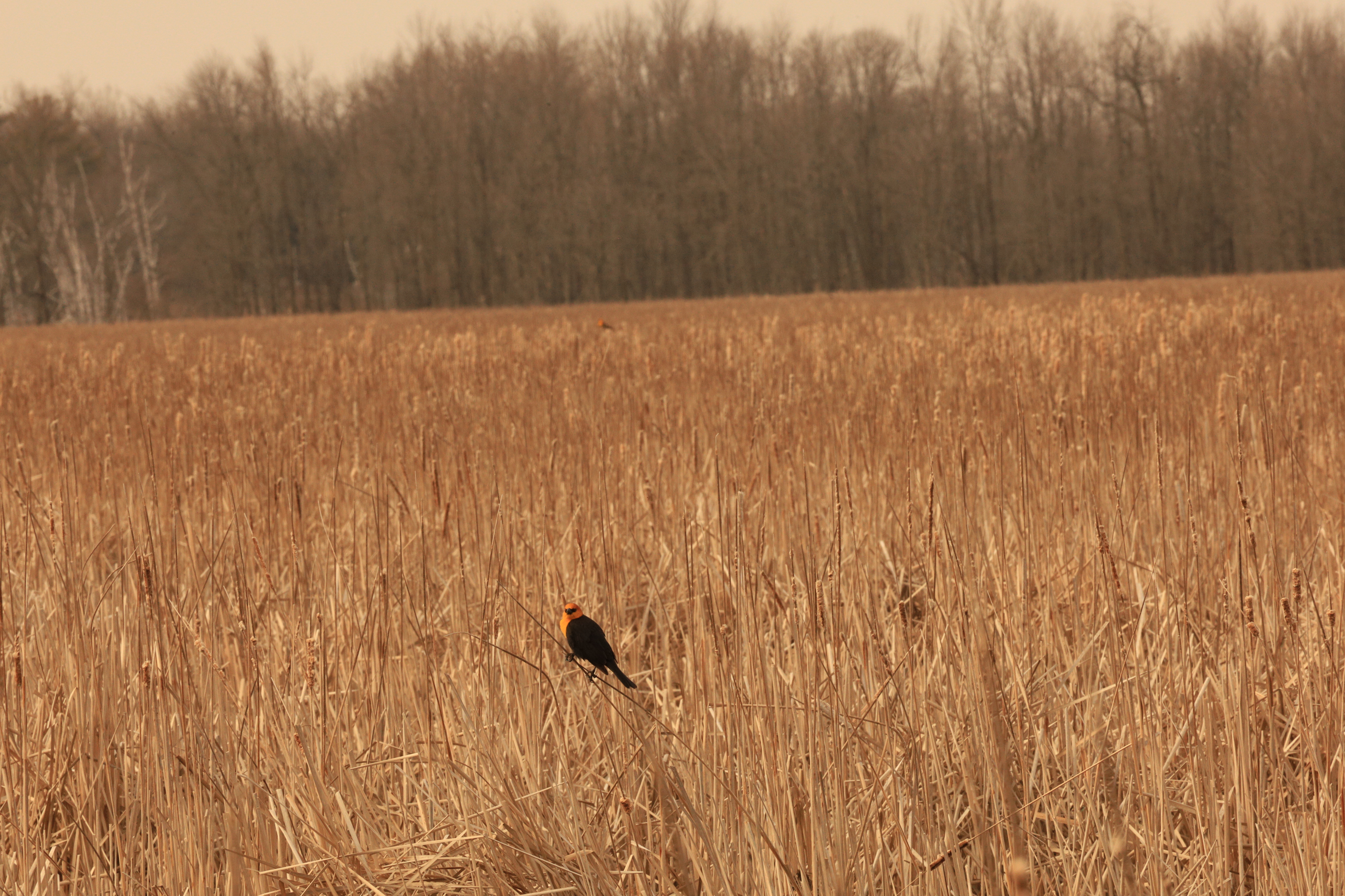 Bird Watching 101